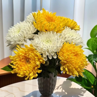 菊花大花苞水养新鲜采摘白菊黄菊家用插花基地直发广州鲜花包邮