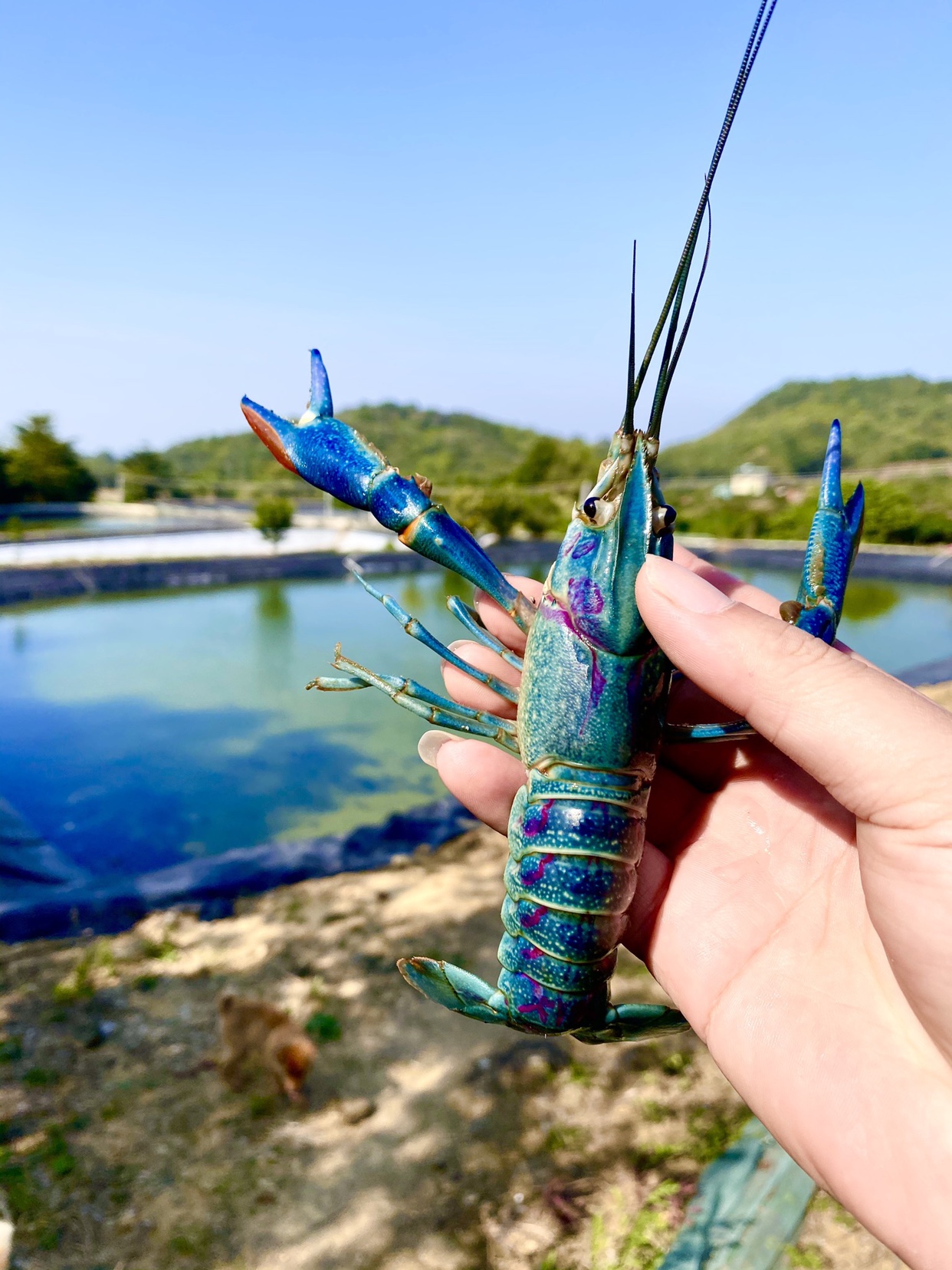 澳洲淡水小龙虾观赏虾天空蓝魔冷热带澳龙活体宠物好养耐养可繁殖