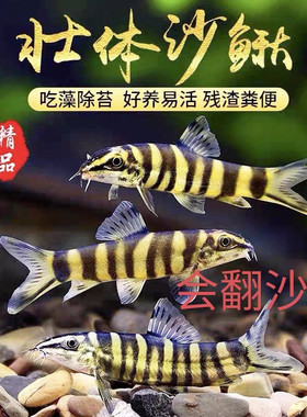 壮体沙鳅原生鱼九间鼠鱼龙丁底层工具鱼吃残渣粪便清洁鱼活体