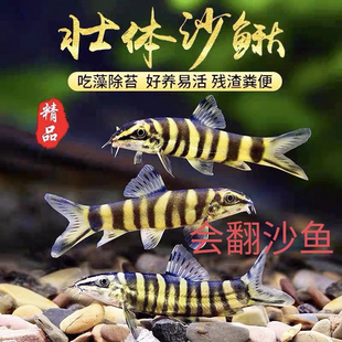 壮体沙鳅原生鱼九间鼠鱼龙丁底层工具鱼吃残渣粪便清洁鱼活体