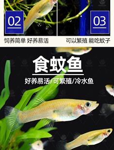 食蚊鱼吃蚊虫鱼观赏鱼食蚊鱼食虫鱼食蚊子幼虫活体饲料鱼食蚊鱼