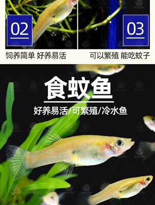 食蚊鱼吃蚊虫鱼观赏鱼食蚊鱼食虫鱼食蚊子幼虫活体饲料鱼食蚊鱼