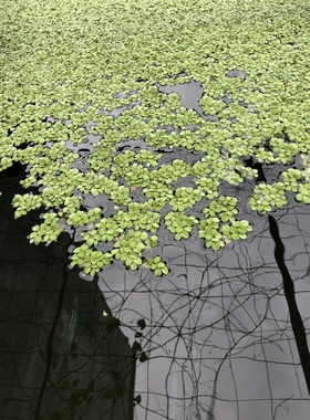 槐叶萍净化水质上浮水草办公室客厅水培绿植好养耐养鱼缸净水