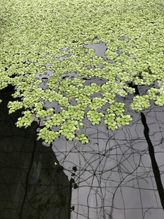 槐叶萍净化水质上浮水草办公室客厅水培绿植好养耐养鱼缸净水