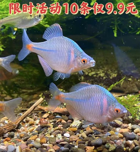 新款鳑鲏活体群游小型冷水鱼
