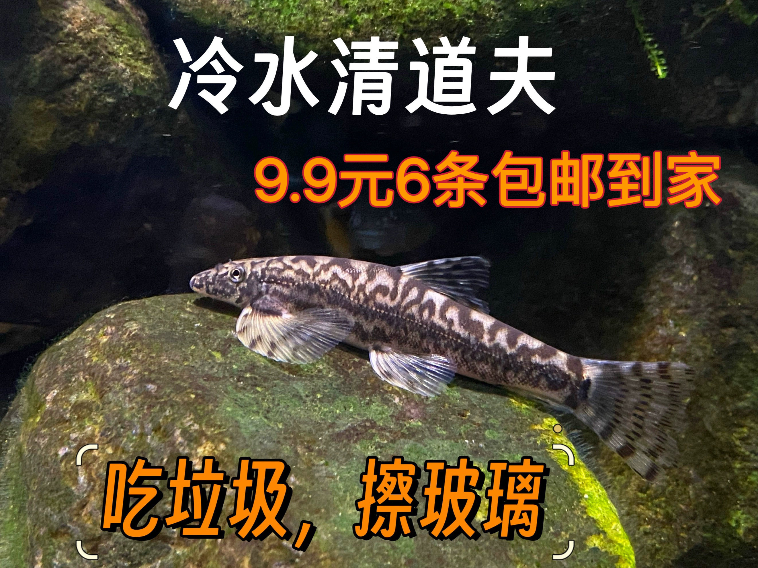 原生鱼冷水清道夫吸鳅爬樱口鳅观赏鱼冷水鱼清洁鱼观赏鱼原生鱼