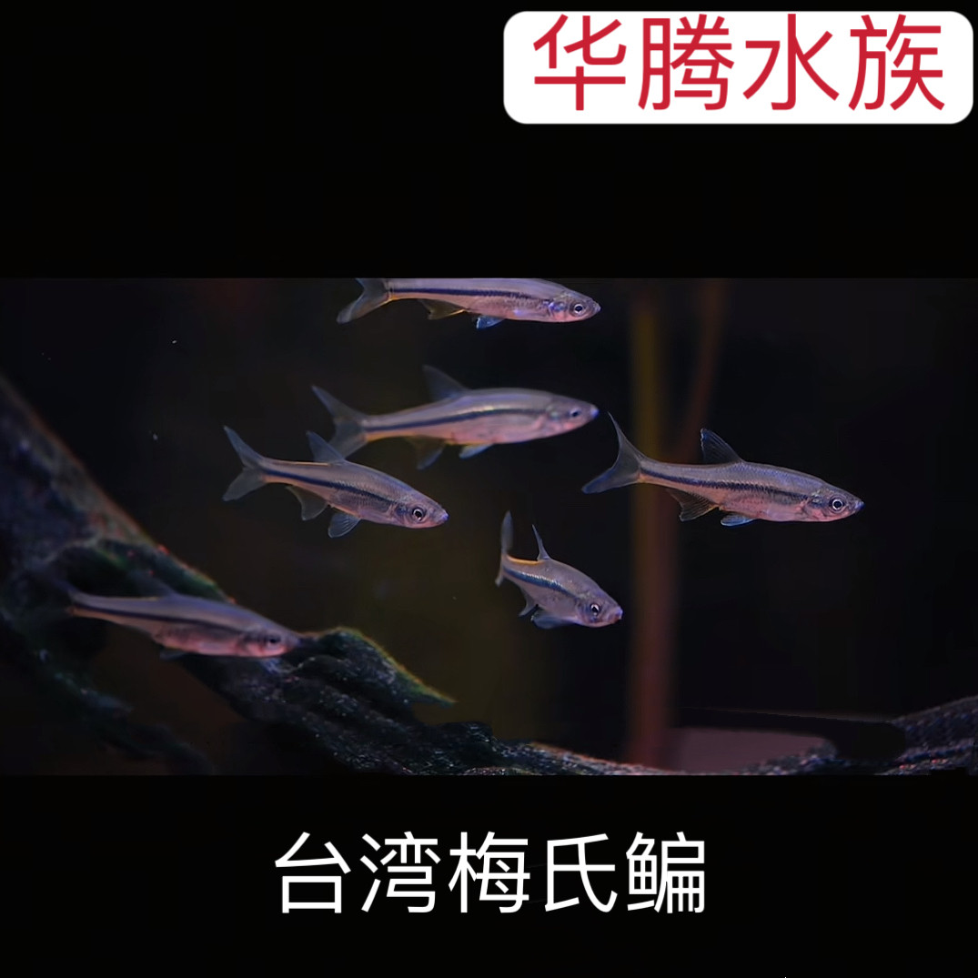 原生鱼台湾梅氏鳊半透明鱼耐养观赏鱼