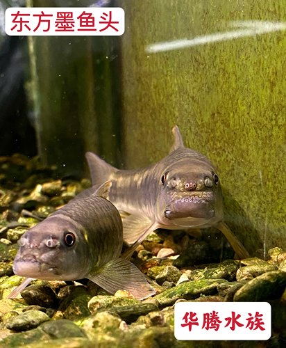 溪流原生鱼东方墨头鱼冷水除藻