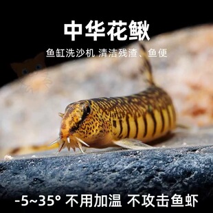 原生中华花鳅壮体沙鳅工具鱼除藻底层翻沙洗沙底层冷水清道夫
