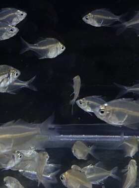 原生溪流鱼双边鱼透明鱼热带玻璃