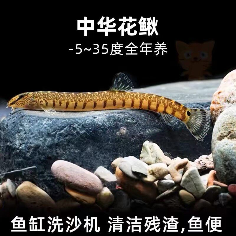 中华花鳅鱼观赏壮体沙鳅工具鱼除藻底层翻沙洗沙底层冷水清道夫