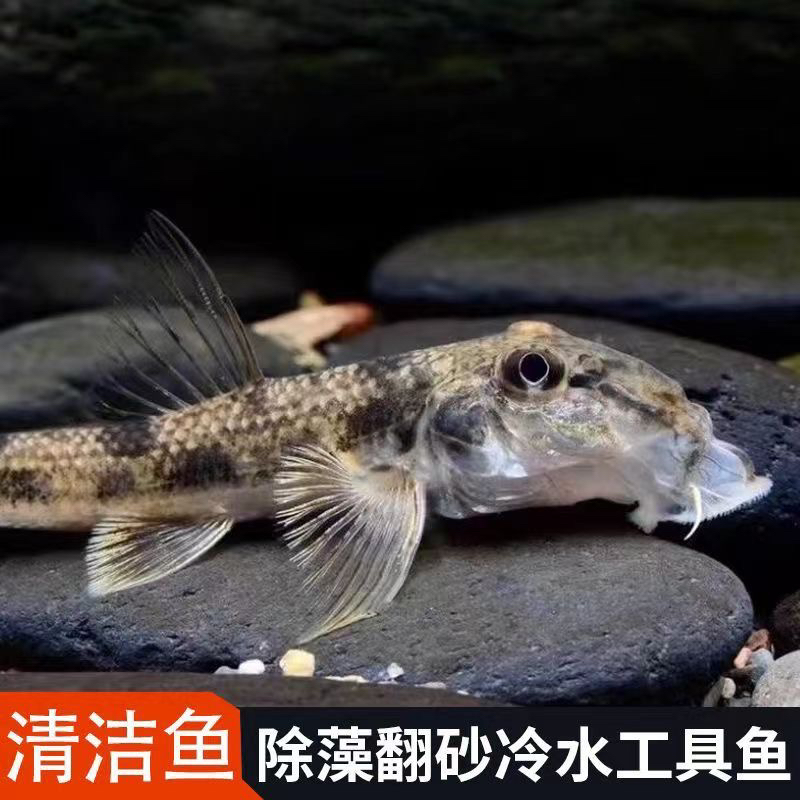 似鮈工具鱼翻砂吃鱼便清理底砂推土机