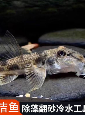 似鮈工具鱼翻砂吃鱼便清理底砂推土机