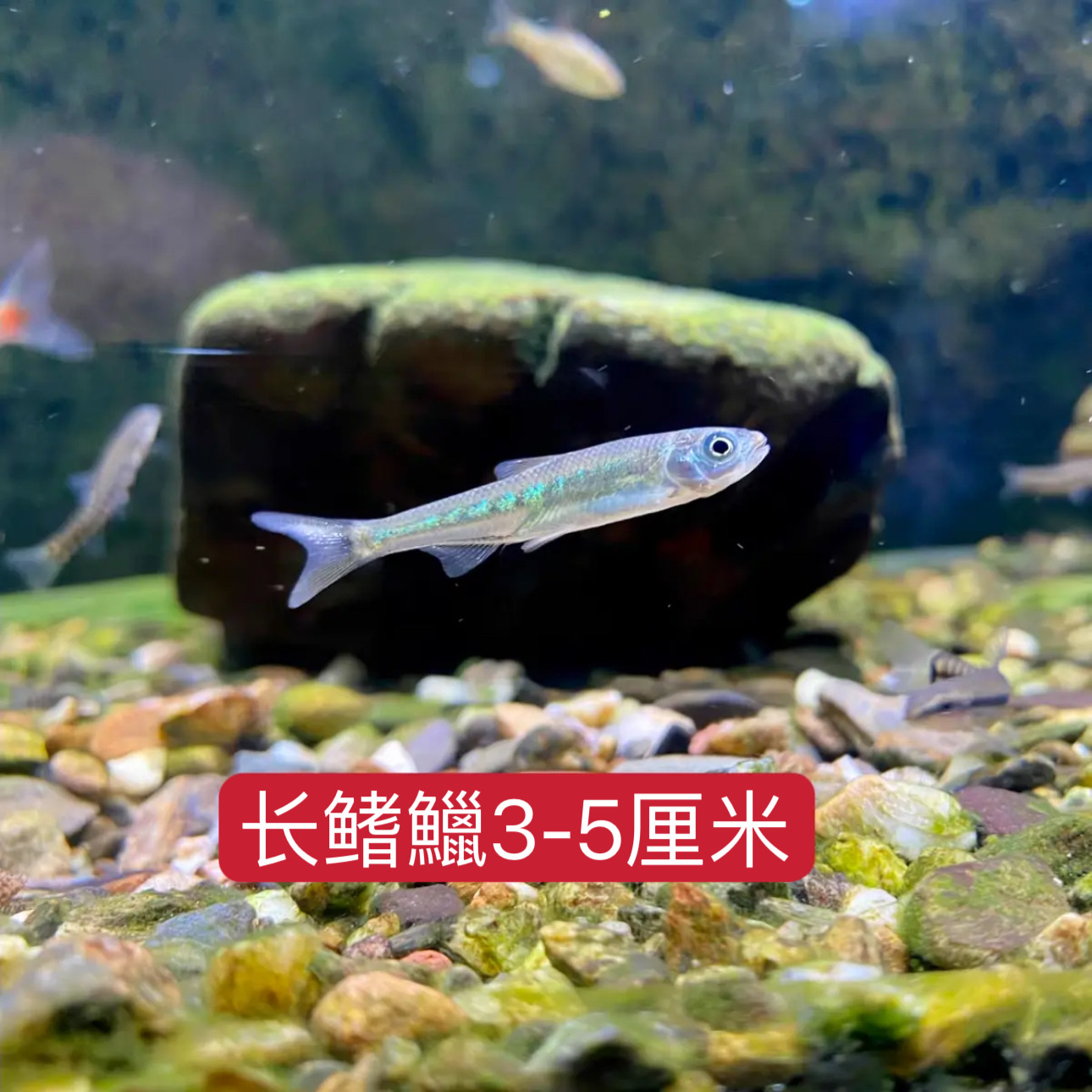 长鳍鱲鱼苗溪流挑花鱼溪流原生鱼溪哥白边鱲