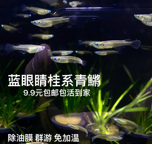 原生小型上层鱼蓝眼睛灯鱼观赏鱼