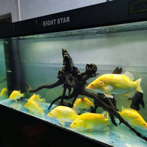 黄金鳜变异黄化鳜鱼凶猛鱼白头鳜红纹鳜集合