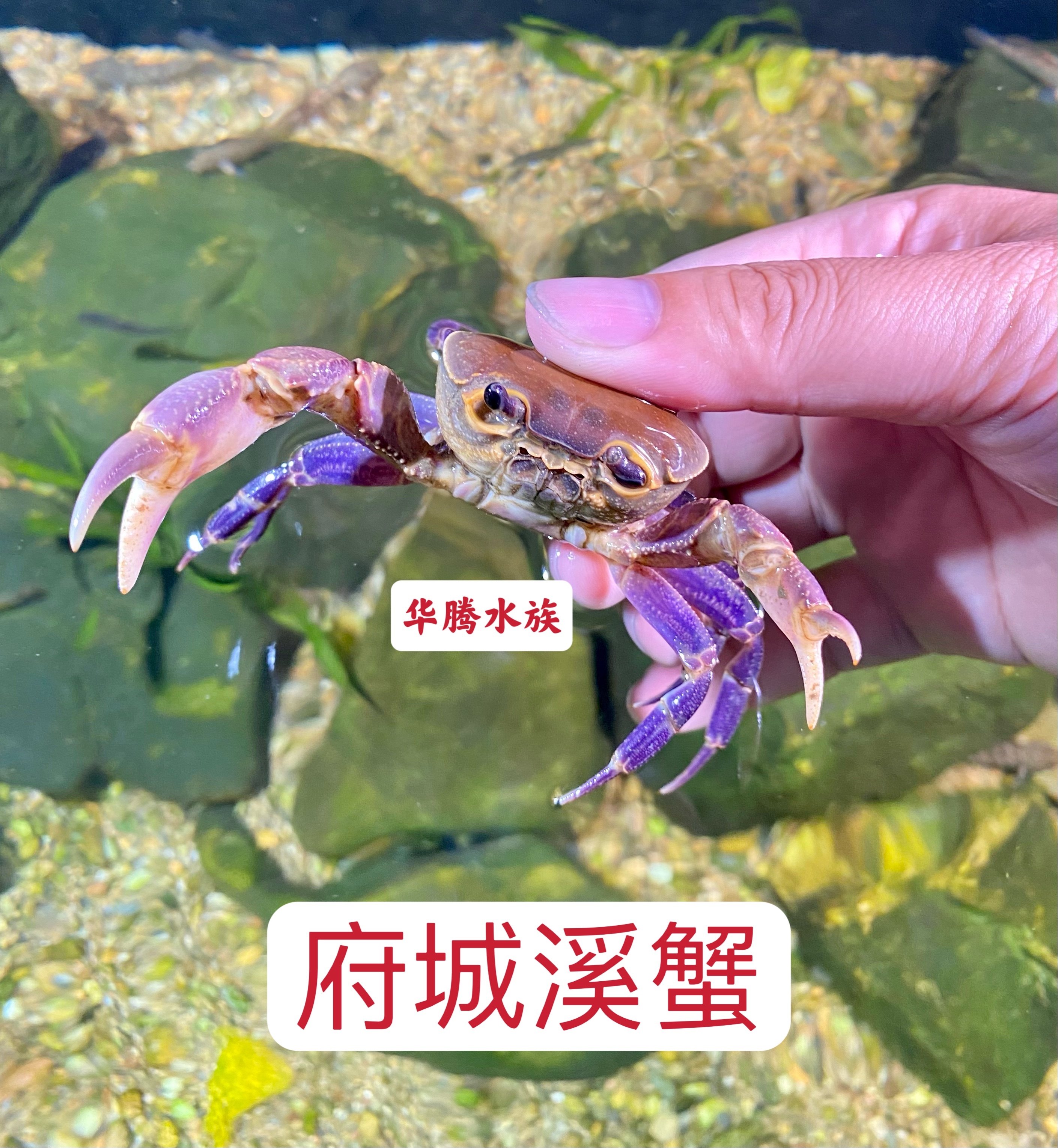 海南新款府城溪蟹非仿溪蟹螃蟹宠物观赏蟹新手淡水耐养易活互动好,宠物/宠物食品及用品,蟹,淘宝优惠券,粉丝福利购,淘宝优惠卷