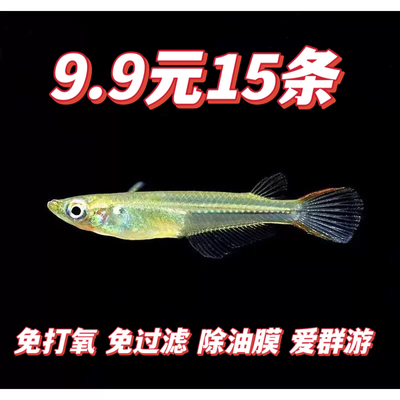 原生小型上层鱼蓝眼睛灯鱼观赏鱼