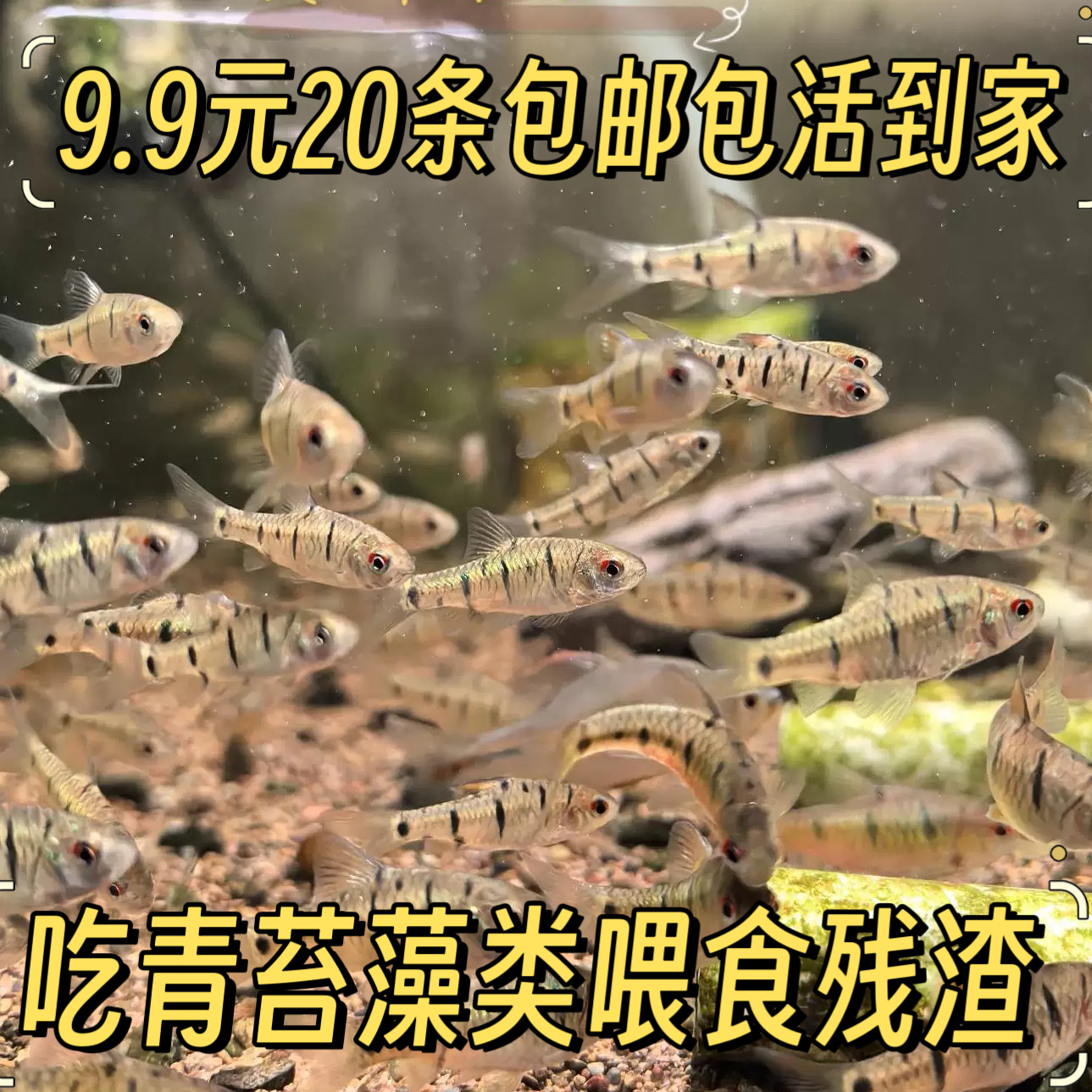 原生态条纹活体好养冷水鱼推荐