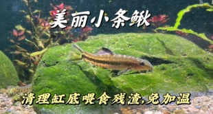 原生美丽小条鳅花鳅贵爬冷水清道夫双盘吸鳅状体沙鳅底层清道夫