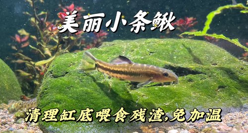 美丽小条鳅吸鳅琵琶清道夫除藻