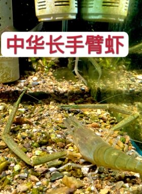 大眼贼长手草虾田野水沟池塘溪流