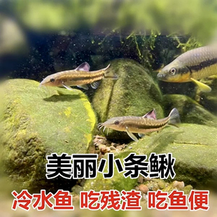 美丽小条鳅原生底层鱼冷水清道夫温和型小型观赏鱼