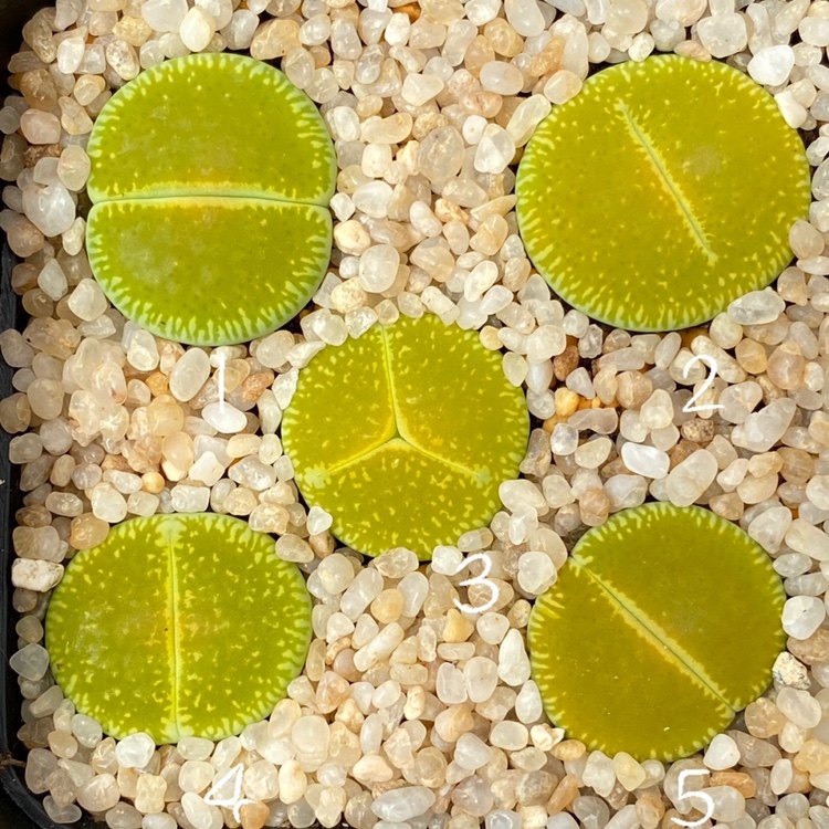 生石花c48a绿光阳二年半一物一拍非偏远满百包邮