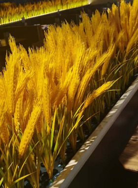 黄色高仿真麦穗 稻谷小麦水稻穗塑料花假花 餐厅摆放稻穗干花大麦