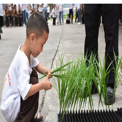 塑料装饰草假草仿真秧苗大麦