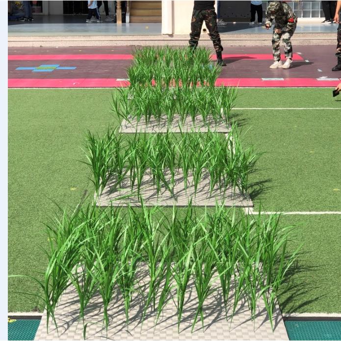 舞蹈道具绿色植物好形态真禾苗