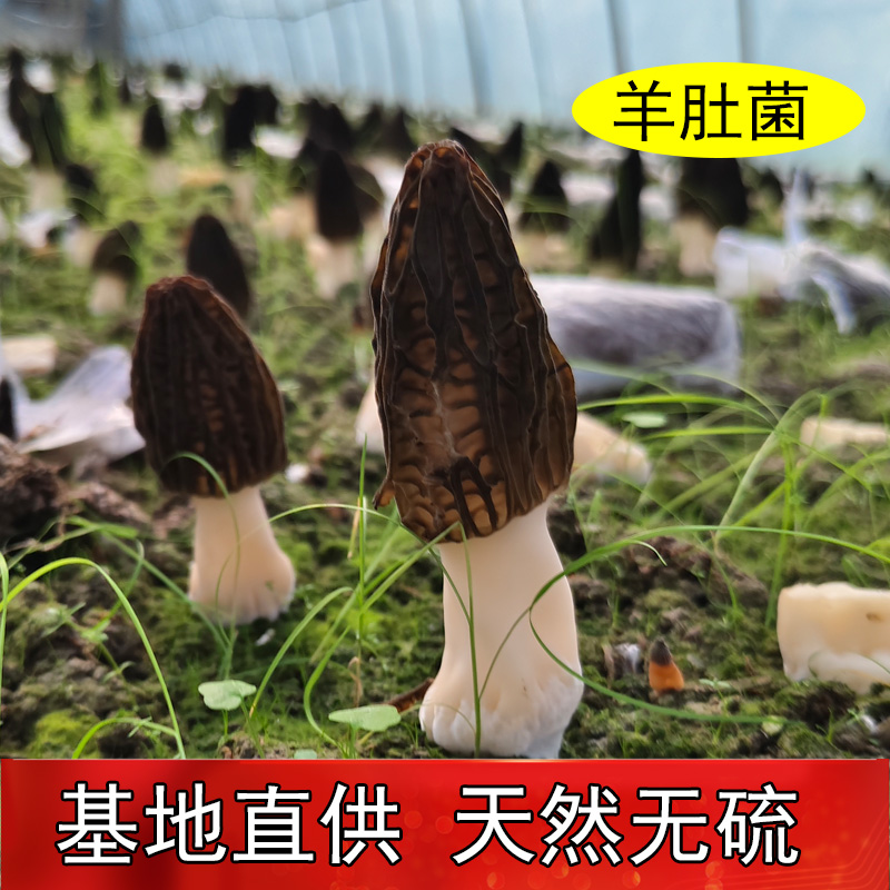 葛之味 羊肚菌干货头茬肉厚 农家新鲜烘干无硫六妹菌菇