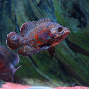大黄蜂地图鱼圣弗朗西斯科河淡水鱼鱼苗观赏鱼热带鱼宠物水族活体