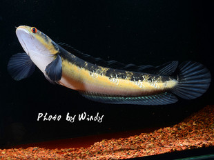 雷龙鱼黑魔神现货包邮各流域合集大型鱼淡水鱼观赏鱼凶猛鱼热带鱼