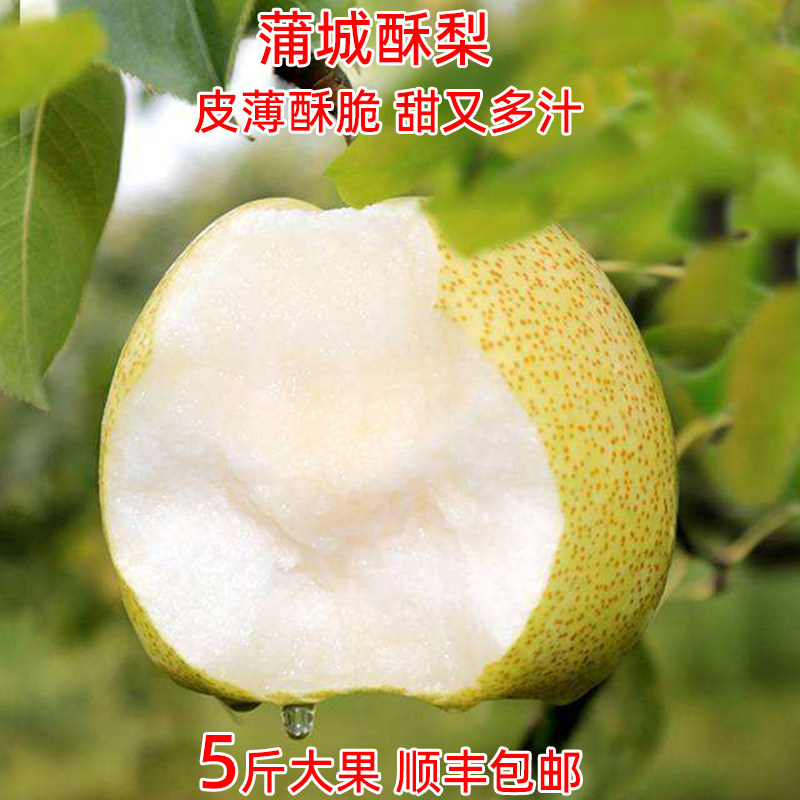 酥梨新鲜水果梨子陕西蒲城薄皮多汁大果砀山酥整箱5斤现摘即食5斤