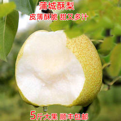 酥梨新鲜水果梨子陕西蒲城薄皮多汁大果砀山酥整箱5斤现摘即食5斤