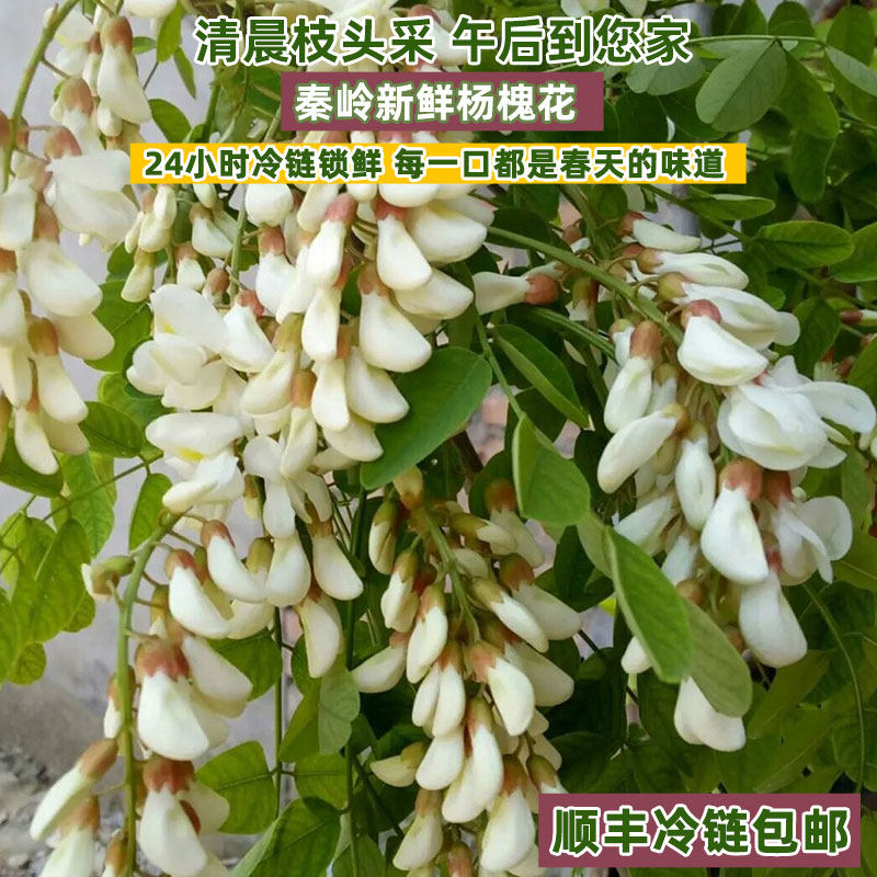 2026新鲜杨槐花食用洋槐花秦岭春季天然槐花骨朵鲜香生槐花无污染
