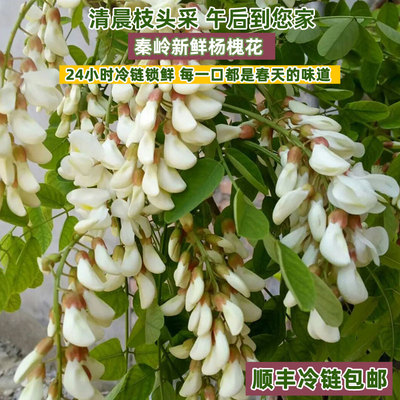 新鲜杨槐花食用野山洋槐花无污染