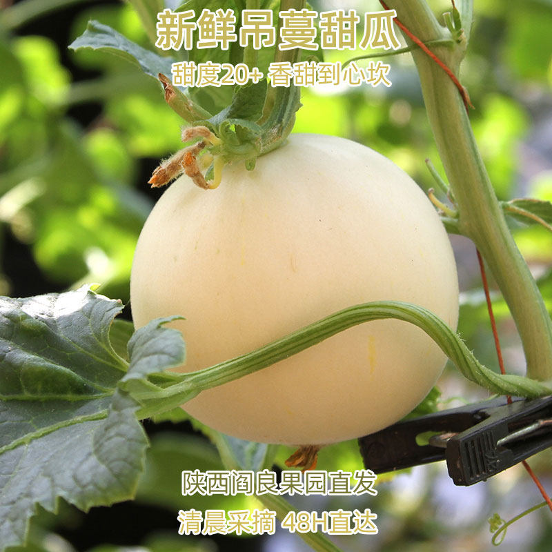 吊蔓甜瓜香瓜新鲜水果陕西阎良时令白皮蜜瓜26年头茬小籽大果超甜