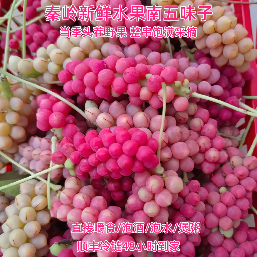 秦岭山新鲜南五味子现采野果鲜货非干货即食泡茶煲粥中药材鲜果