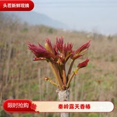 头茬香椿叶芽新鲜红香椿嫩芽尖新鲜当季 露天香椿芽现摘春芽春头菜