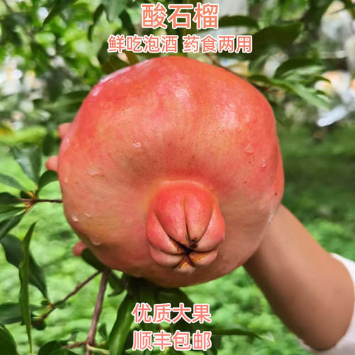 【药食两用营养价值高】酸石榴