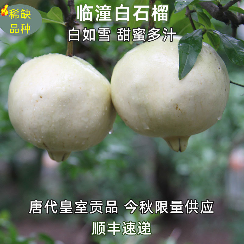 正宗白籽石榴新鲜水果贵妃冰糖籽