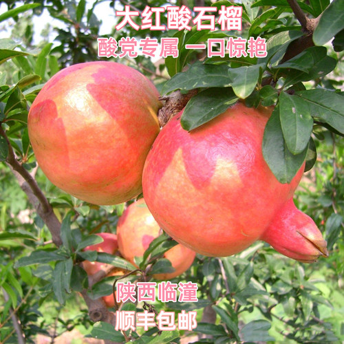 酸石榴新鲜水果药食两用