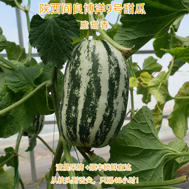 博洋9号九号薄皮甜瓜新鲜水果香瓜陕西阎良花皮酥孕妇带皮吃大