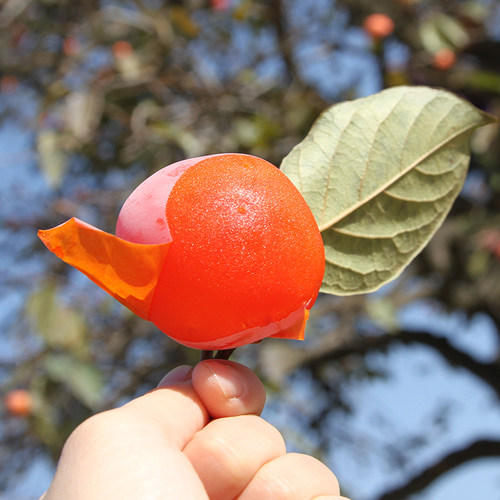 【甜蜜排行榜1】一口吸火晶柿子