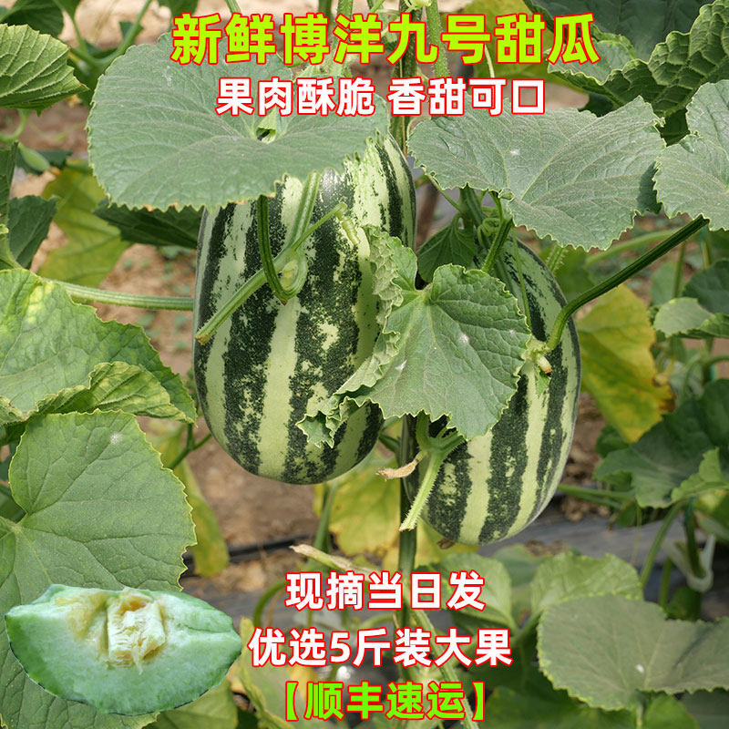 【甜瓜口碑榜1】博洋九号甜瓜