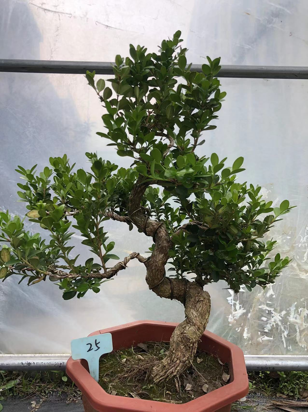 自家老桩黄杨盆景实物一物一拍按图发货阳台庭院美观花卉绿植盆栽