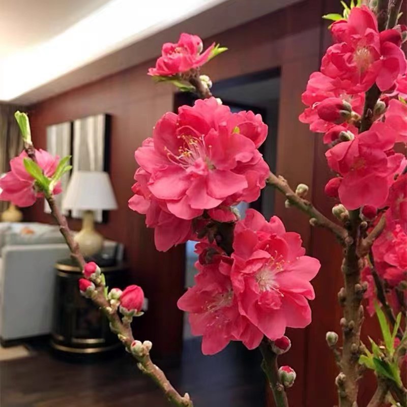 寿星桃盆栽重瓣花卉植物耐寒阳台室内室外地栽桃花树苗观赏盆景绿,鲜花速递/花卉仿真/绿植园艺,绿植,淘宝优惠券,粉丝福利购,淘宝优惠卷