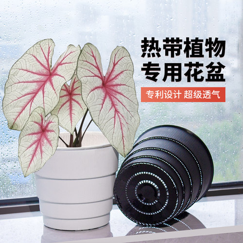 热带植物专用花盆鳟鱼秋海棠塑料